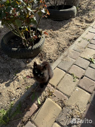 Девочка котёнок