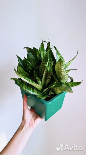 Сансевиерия ханни