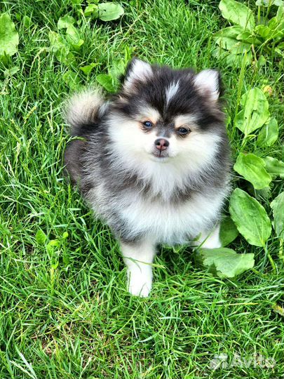 Помски мини хаски