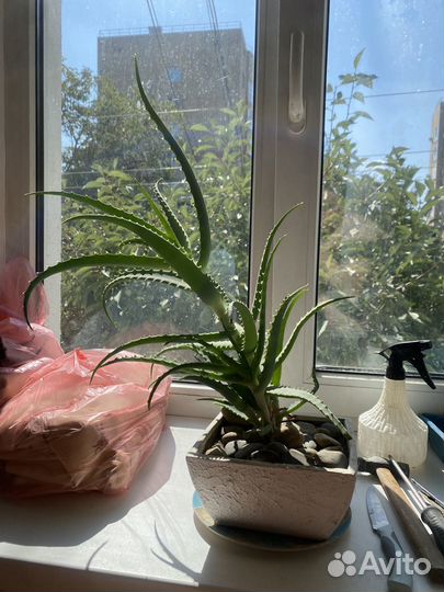 Алое лечебный