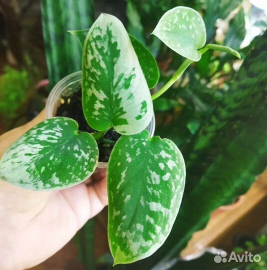 Сциндапсусы и эпипремнумы