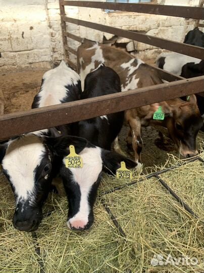 Бычки телята