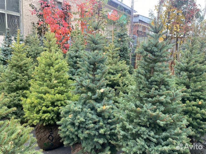 Хвойные растения