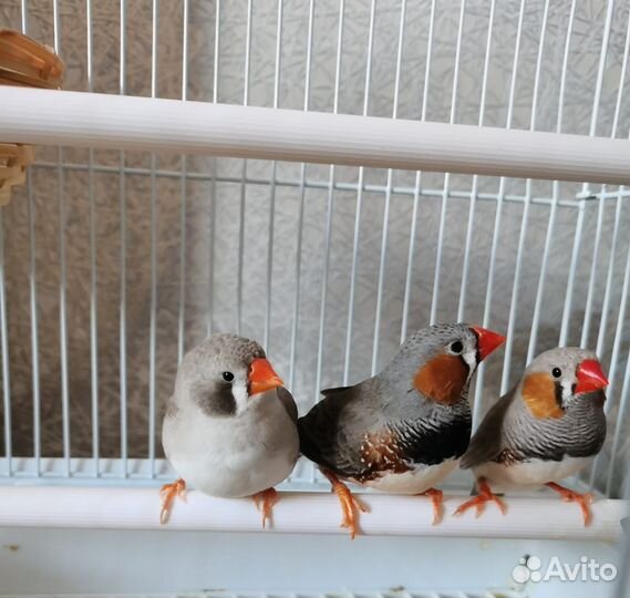 Африканские декоративные птицы