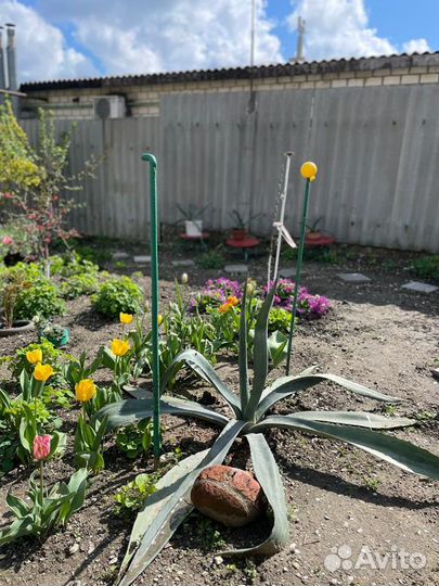 Красавицы Агавы огромные и маленькие