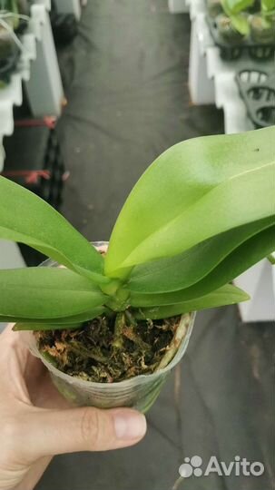 Орхидея фаленопсис. Азия. цветок7-8см