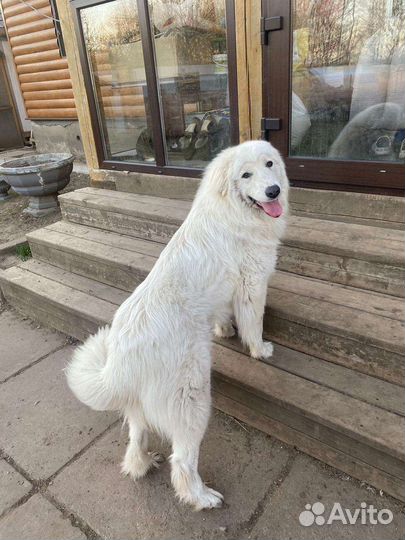 Пиренейская горная собака