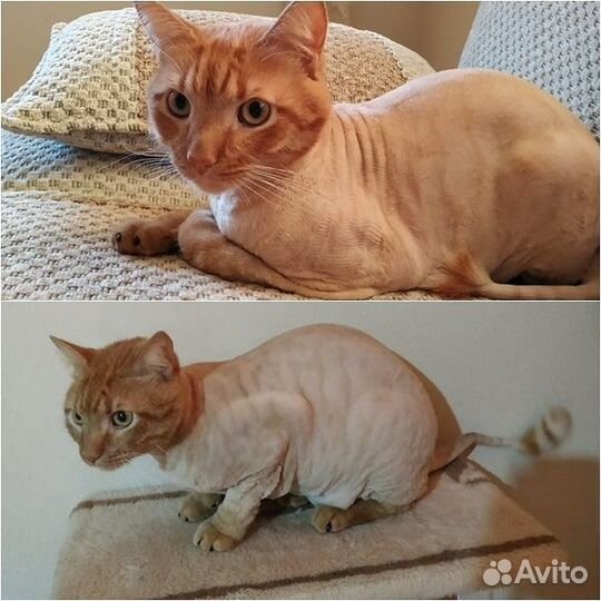 Стрижка кошек/собак. Выезд.Грумер.Груминг