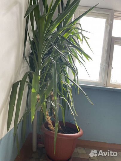 Юкка драцена