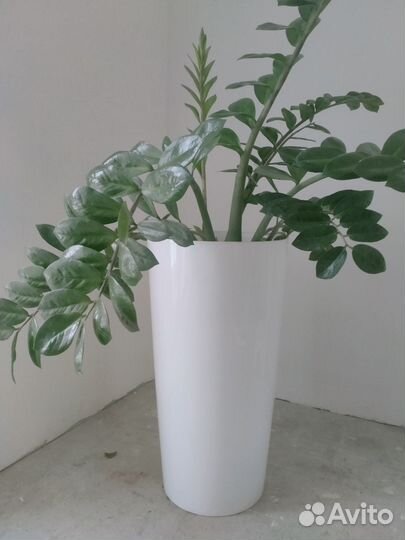 Кашпо напольное с растением