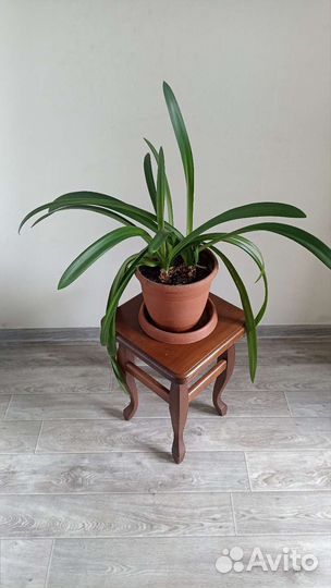 Амариллис, Лилия комнатная