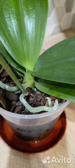 Орхидея фаленопсис