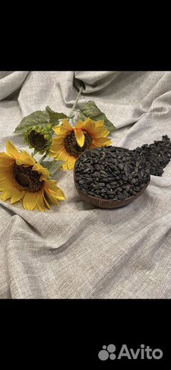 Ядро подсолнечника