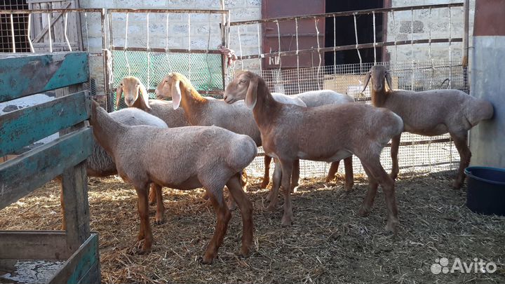 Овцы гиссарские