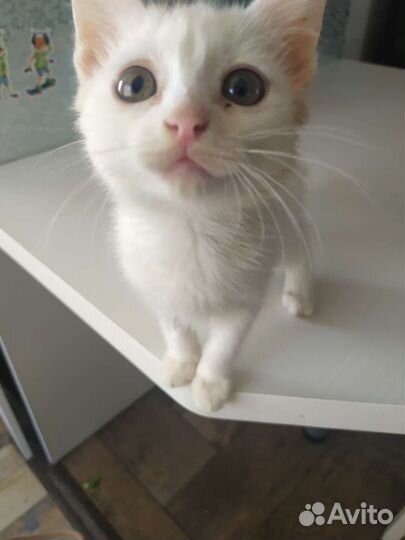 Клякса ищет дом
