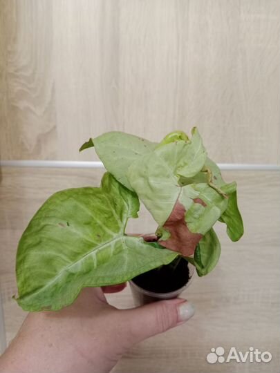 Сингониум Неон робуста, Милк конфетти