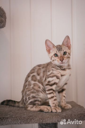 Снежные бенгальские котята