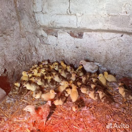 Продаются утята недельные 80штук