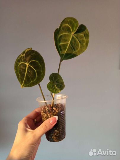 Антуриум кларинервиум