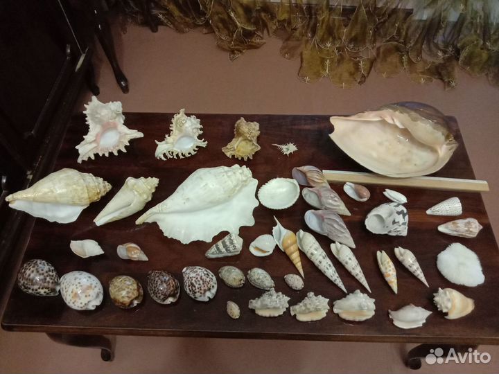 Кораллы и ракушки