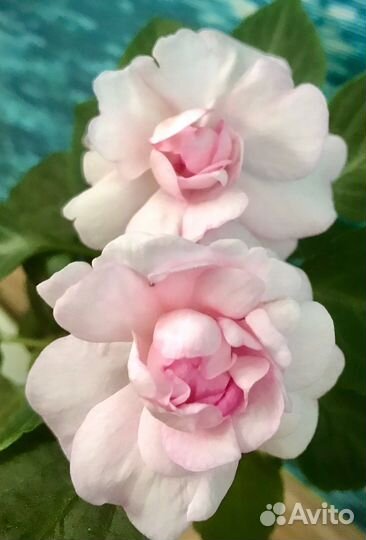 Бальзамин ванька мокрый сортовой махровый