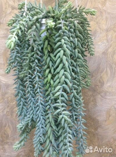 Очиток моргана на срез