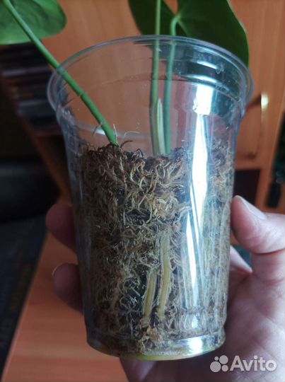 Комнатные цветы антуриум