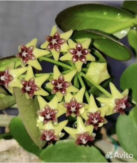 Хойя кумингиана