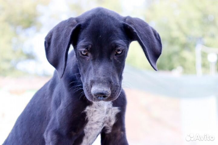 Хамер в дар