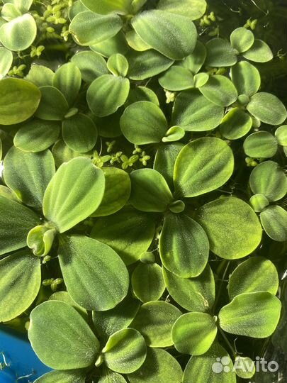 Аквариумные растения