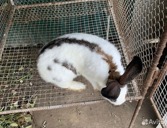 Кролик породы строкач