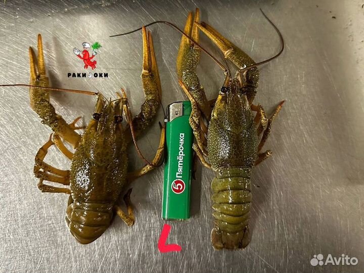 Гастрономические раки