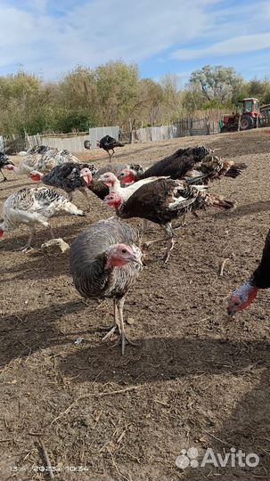 Продам индюков