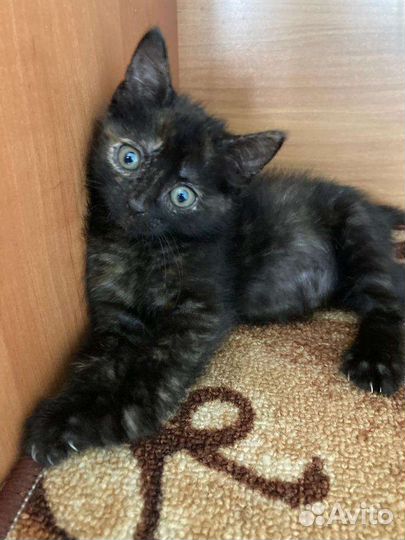 Котёнок - Черепашка