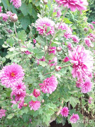 Хризантема кустовая саженцы, вербейник