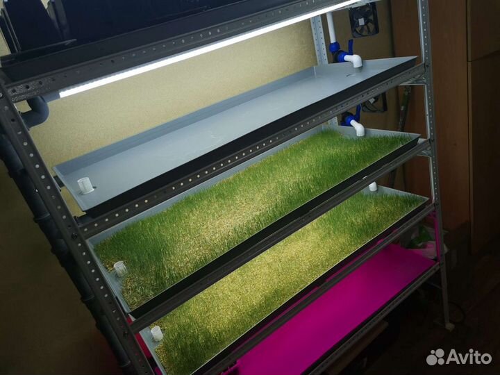 Стеллаж гидропоники для выращивания микрозелени и