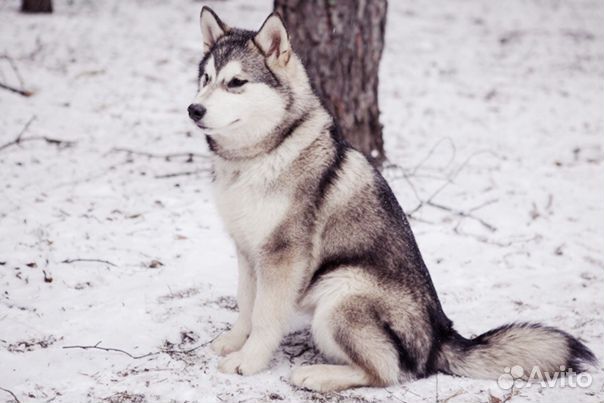 Хаски маламут девочка