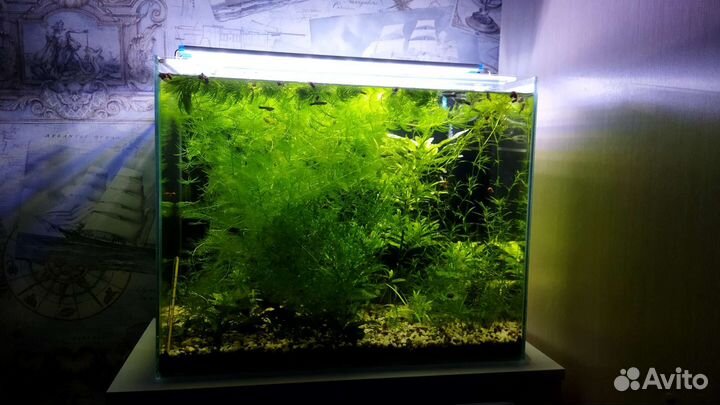 Аквариум