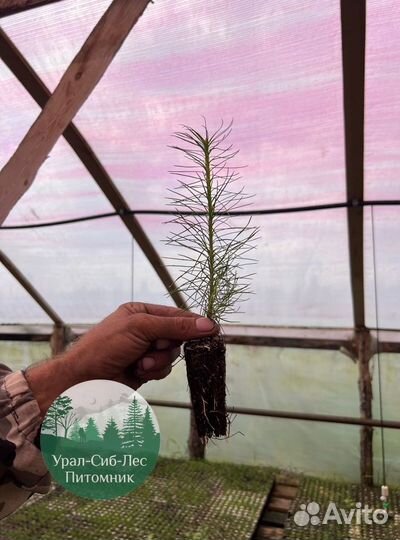 Сеянцы зкс Сосна окс Ель Лиственница Горная