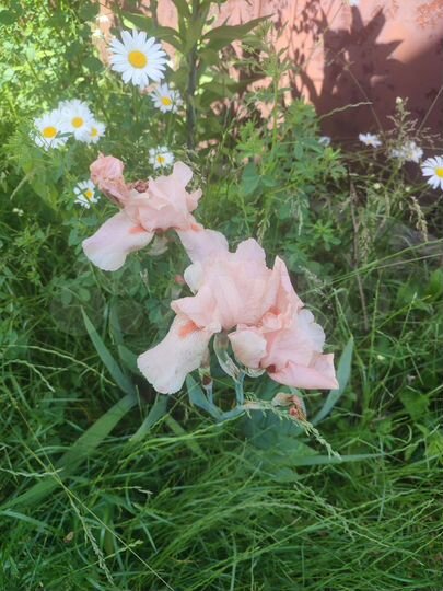 Дом 64,6 м² на участке 6 сот.