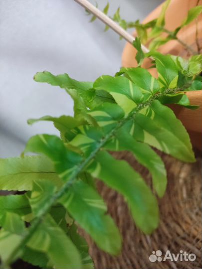 Папоротник нефролепис Tiger