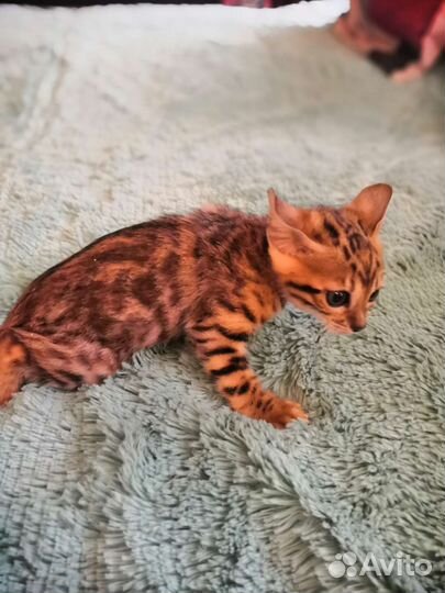 Бенгальские котята