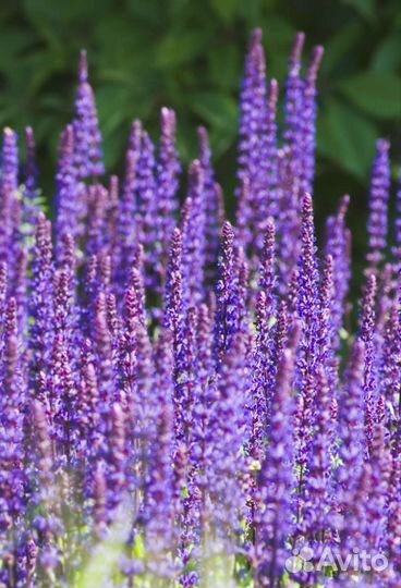 Гравилат,сальвия,дицентра,пиретрум,пижма, анемона