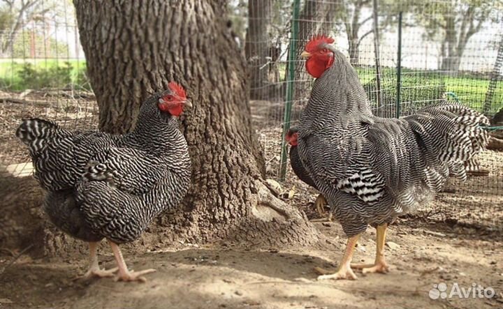 Цыплята цветного бролера гриз бар голошейка редбро