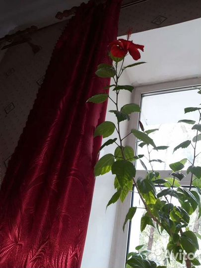 Гибискус китайская роза