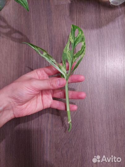 Монстера индо минт