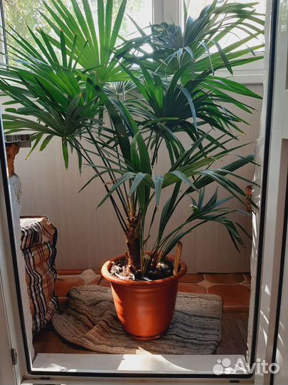 Веерная Пальма Вашингтония и др. Растения и цветы