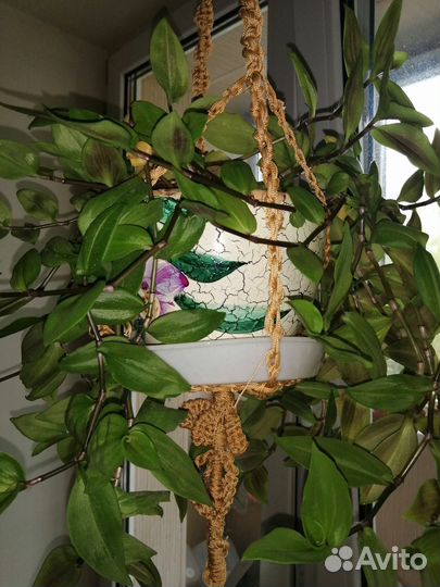 Традесканции