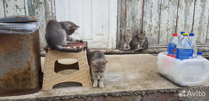 Четыре кошки
