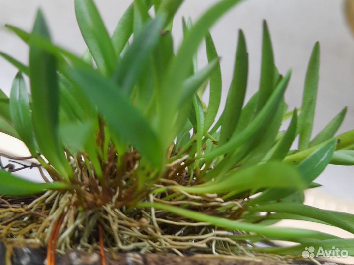 Миниатюрная орхидея Pleurothallis montepelladensis